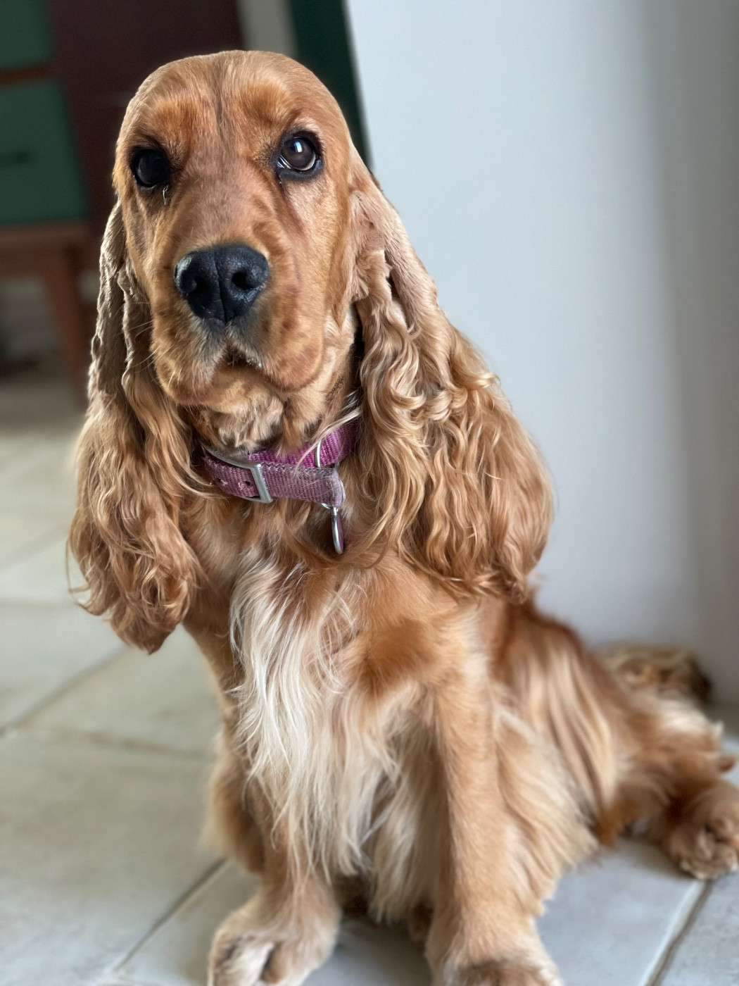 Ulla coleres de zeus