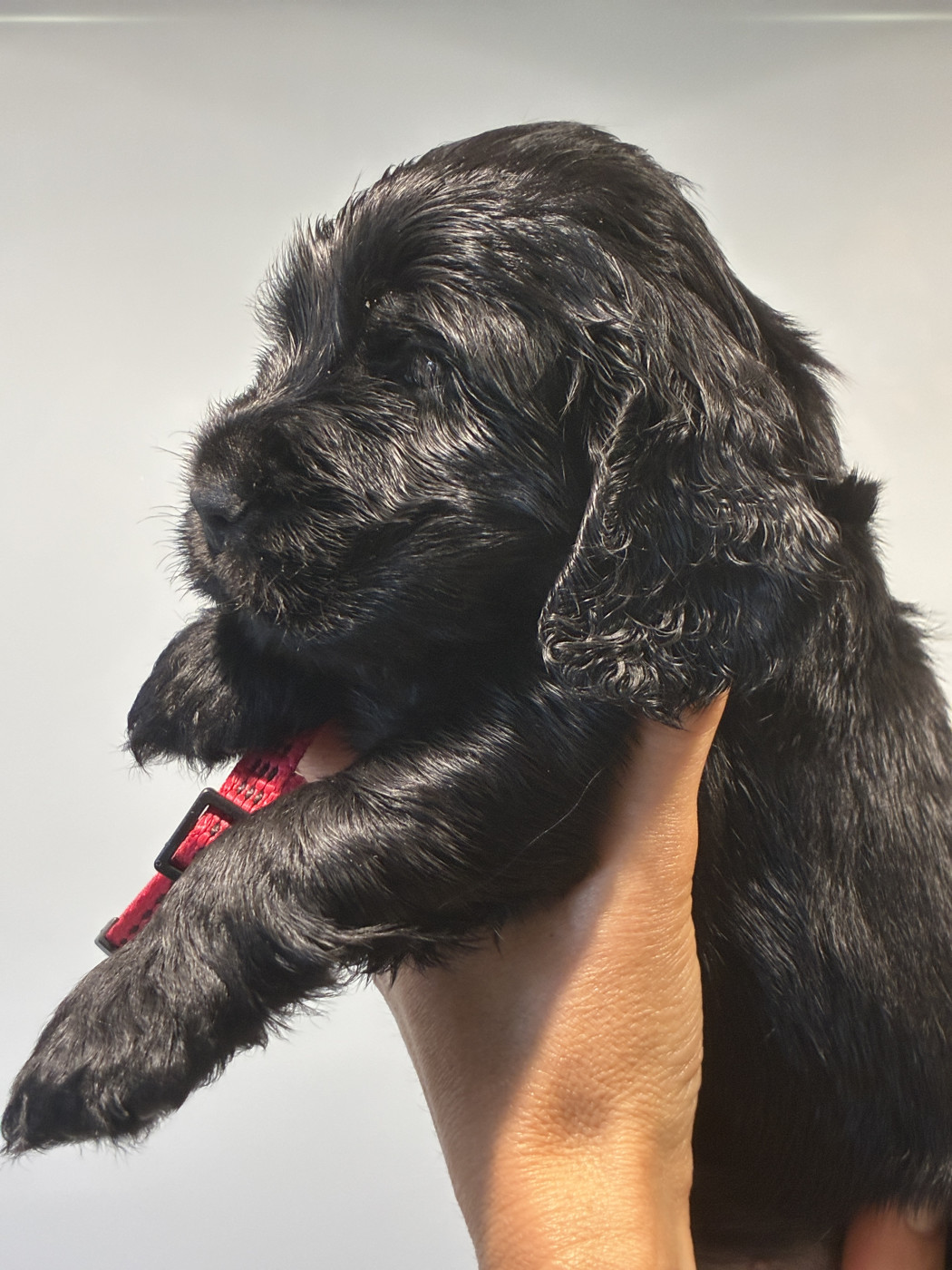 Du Sacre D’Ostara - Chiots disponibles - Cocker Spaniel Anglais